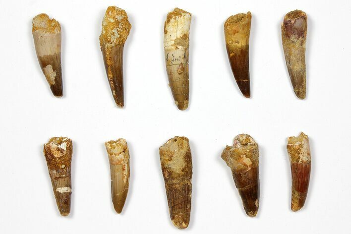 Lot: to Bargain Spinosaurus Teeth - Pieces #108546